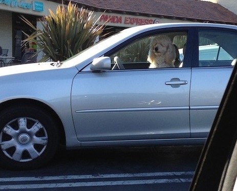 dog in car