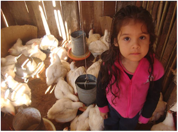 chickens and little girl