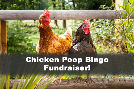 ckicken poop bingo fundraiser